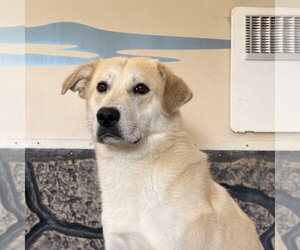Great Pyrenees Dogs for adoption in Yardley, PA, USA