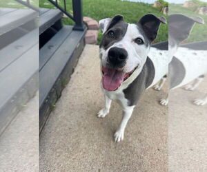 American Pit Bull Terrier-Unknown Mix Dogs for adoption in Germantown, OH, USA
