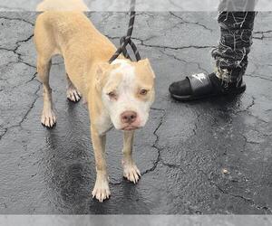 American Staffordshire Terrier Dogs for adoption in Fort Lauderdale, FL, USA