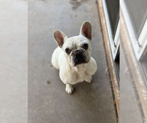 French Bulldog Dogs for adoption in Phoenix, AZ, USA