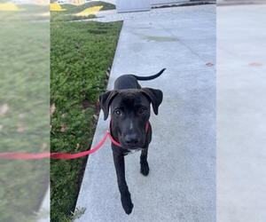 Labrador Retriever Dogs for adoption in San Martin, CA, USA