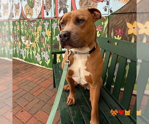 Mutt Dogs for adoption in Center Township, PA, USA