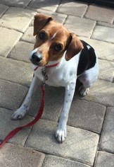 Medium Photo #1 Beagle-Unknown Mix Puppy For Sale in Tampa, FL, USA