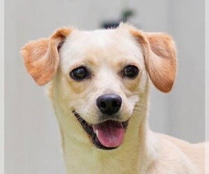 Labrador Retriever-Unknown Mix Dogs for adoption in Canton, CT, USA