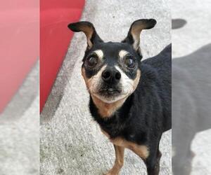 Miniature Pinscher Dogs for adoption in Sanford, FL, USA