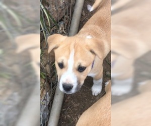 Shepradors Dogs for adoption in La Mesa, CA, USA