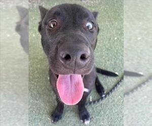 Border Collie-Siberian Husky Mix Dogs for adoption in Woodland, CA, USA