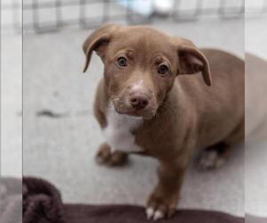 Colonial Cocker Spaniel-Unknown Mix Dogs for adoption in San Diego, CA, USA