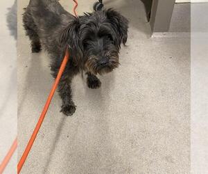 Miniature Schnauzer-Unknown Mix Dogs for adoption in Modesto, CA, USA