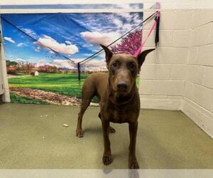 Doberman Pinscher-Unknown Mix Dogs for adoption in Moreno Valley, CA, USA