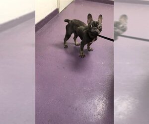 French Bulldog-Unknown Mix Dogs for adoption in Long Beach, CA, USA