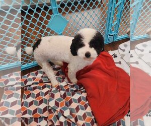 Medium Photo #1 Poodle (Miniature) Puppy For Sale in Seaford, DE, USA