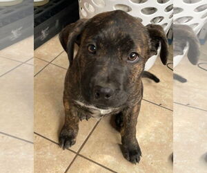 Staffordshire Bull Terrier-Unknown Mix Dogs for adoption in Tracy City, TN, USA