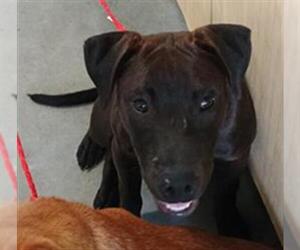American Pit Bull Terrier-Unknown Mix Dogs for adoption in Camarillo, CA, USA