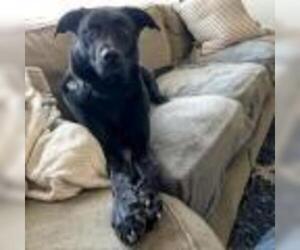 Labrador Retriever-Unknown Mix Dogs for adoption in Drexel, MO, USA