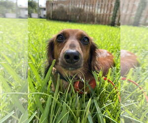 Dachshund Dogs for adoption in Fruitland, SC, USA
