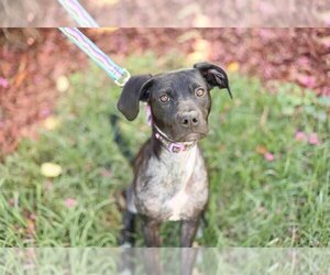 Labrador Retriever-Unknown Mix Dogs for adoption in Raleigh, NC, USA