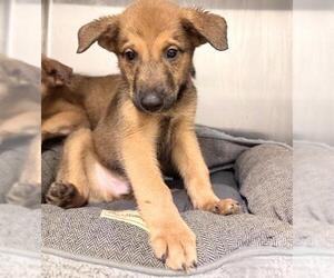 German Shepherd Dog-Unknown Mix Dogs for adoption in Houston, TX, USA