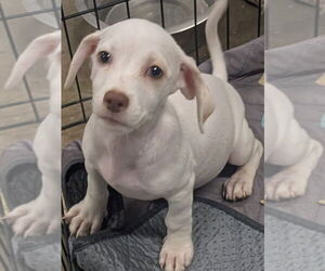 Chihuahua-Unknown Mix Dogs for adoption in San Bernardino, CA, USA