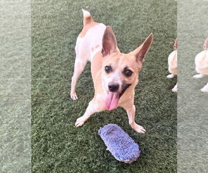 Rat-Cha Dogs for adoption in phoenix, AZ, USA