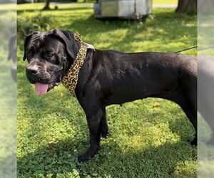 Mutt Dogs for adoption in Warrenton, VA, USA