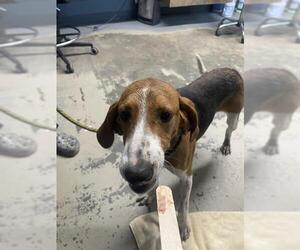 Treeing Walker Coonhound-Unknown Mix Dogs for adoption in Tallahassee, FL, USA