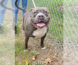 American Pit Bull Terrier Dogs for adoption in Martinsburg, WV, USA