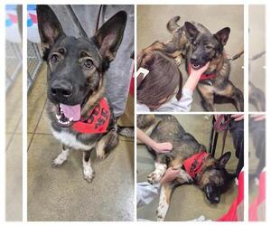 German Shepherd Dog-Unknown Mix Dogs for adoption in Toronto, Ontario, Canada