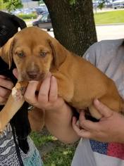 Small Labrador Retriever Mix