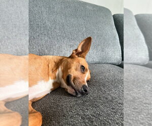 Basenji-Unknown Mix Dogs for adoption in NYC, NY, USA
