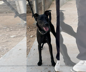 Mutt Dogs for adoption in Cranston, RI, USA