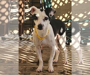 Jack Chi Dogs for adoption in Phoenix, AZ, USA