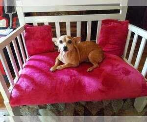 Medium Photo #1 Chihuahua Puppy For Sale in Nashville, GA, USA