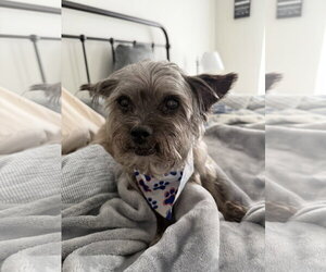Mutt Dogs for adoption in Cranston, RI, USA