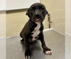 American Pit Bull Terrier-Unknown Mix Dogs for adoption in Texas City, TX, USA