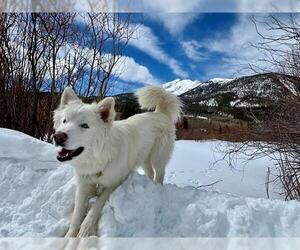Siberian Husky Dogs for adoption in Frisco, CO, USA