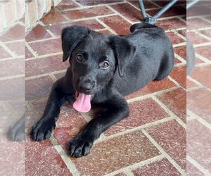 Labrador Retriever-Unknown Mix Dogs for adoption in Lakewood, CO, USA