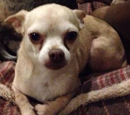 Chihuahua Dogs for adoption in Edmond, OK, USA