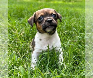 Chihuahua-Unknown Mix Dogs for adoption in Holly Springs, NC, USA