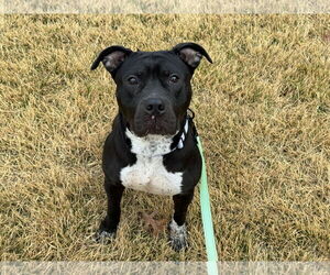 American Pit Bull Terrier-Unknown Mix Dogs for adoption in Millersville, MD, USA