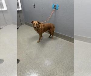 Australian Shepherd-Unknown Mix Dogs for adoption in Las Vegas, NV, USA