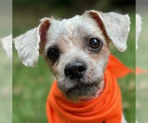 Shih-Poo Dogs for adoption in Arlington, VA, USA