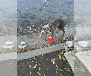 Mutt Dogs for adoption in Stockton, CA, USA