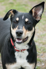 Border Collie-Unknown Mix Dogs for adoption in Potsdam, NY, USA