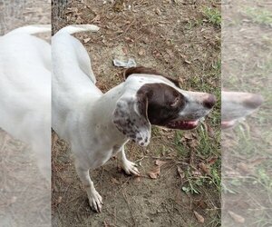 Pointer Dogs for adoption in Eastman, GA, USA