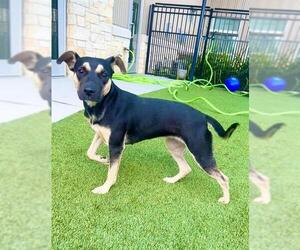 Shepweiller Dogs for adoption in Baytown, TX, USA