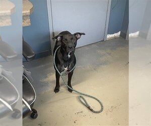 Labrador Retriever Dogs for adoption in Tallahassee, FL, USA