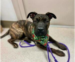 Chinese Shar-Pei-Unknown Mix Dogs for adoption in Santa Rosa, CA, USA