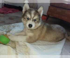 Siberian Husky Dogs for adoption in Iroquois, IL, USA