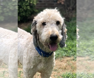 Goldendoodle Dogs for adoption in Snow Camp, NC, USA